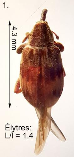 Réf. 273 014 : Anthonomus rectirostris